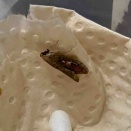 多分ガイマイツヅリガの玄さん（2026/02/20）