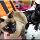 2026年2月のパールの結果