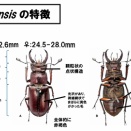 Lucanus yulaoensis＆L.miwai の比較