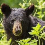 『兵庫県のクマ狩猟についての続報：コメントから』の画像