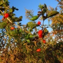 冬至☆ユズ・クコ・タヌキマメ・猫ちゃん☆