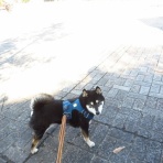 ちょいとそこログ