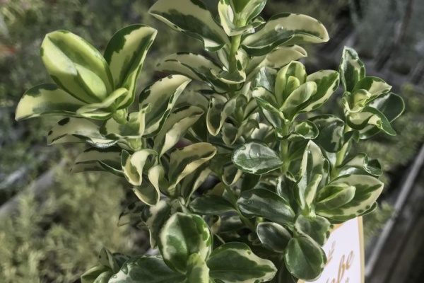 平田ナーセリー福岡東店forest 新宮町