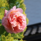 『5月の庭仕事【草花の整理・害虫退治】』の画像