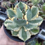 アガベブログ・サイタマ