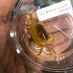 フィッシュジャパンの総合blog