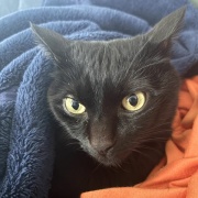 夫の今日の猫自慢