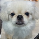 モフモフの女の子