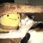 ねこくさぐさ