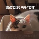 いつもと同じ春の夕