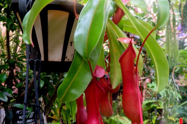 新・動植物歳時記 新・動植物歳時記