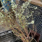 南坊園のブログ