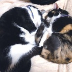 酒とロックな日常