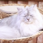 猫カフェ ねこまんまBlog