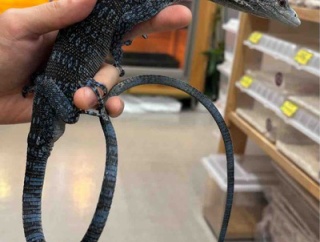 赤青緑、綺麗なトカゲ入荷してます◎
