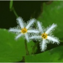 温室に咲くガガブタ