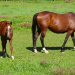 登戸・向ヶ丘遊園『きくち音楽教室』 　　　無理なく♪楽しく♪根気よく♪　　　　　　町のピアノとうたのきょうしつの日記