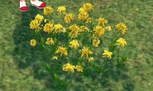 つる飾りの木製フェンス←わかる　菜の花タイル(全体)←！？