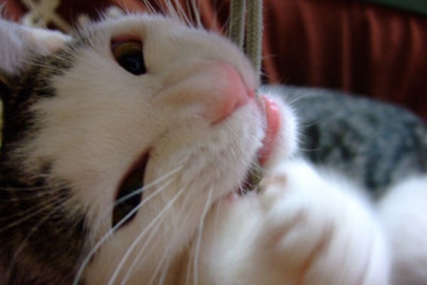 ペット速報 犬画像 猫画像 動物画像まとめ