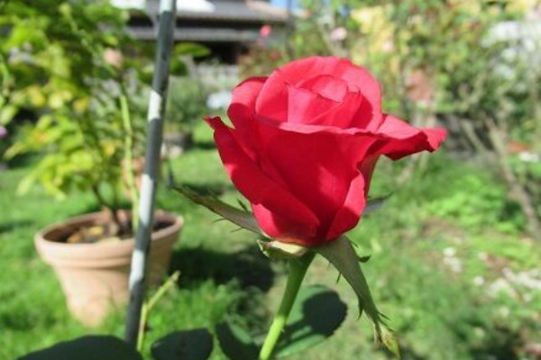 カーディナル 挿し木の続きなど ミセスケイの薔薇コラム