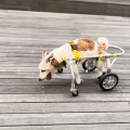 健診日