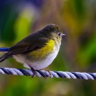 『投稿：AFボーグによるルリビタキ♂　2022/02/16』の画像