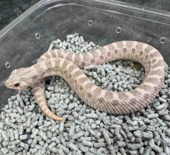 本日よりハチクラサービスデー！シシバナは放出大特価！オススメ生体ピックアップ～