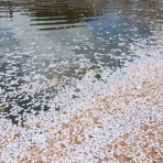 無手勝流～風の吹くままに～適当写真家 惟新斎ブログ～