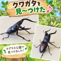 ラプラス公園でクワガタ発見！