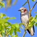 今春の野鳥