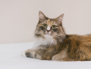 うちの母が癌で大変な時に、「この年になったら親の不調なんて想定内でしょ」と言った義兄嫁。今になって「自分の親が大変になったから」ってすりよってきても手なんか貸さない。