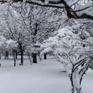 まさかの雪、そして今日は選挙