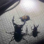 ぽんこつクワガタblog