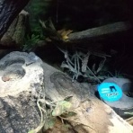 蛍のテラリウム、カブトクワガタ飼育