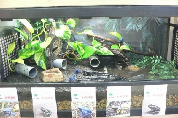 ヤドクガエルのレイアウトケージ Candleブログ