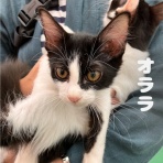 のっぴきならない。