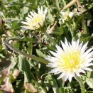 群生するシロバナタンポポ