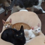 『人懐こい猫ちゃんたち😺』の画像