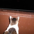 猫に小判を与えたら。 埋蔵金：千八百八拾九両　開けろ入れろぉ～、言ぅ～ときながらぁ・・・。