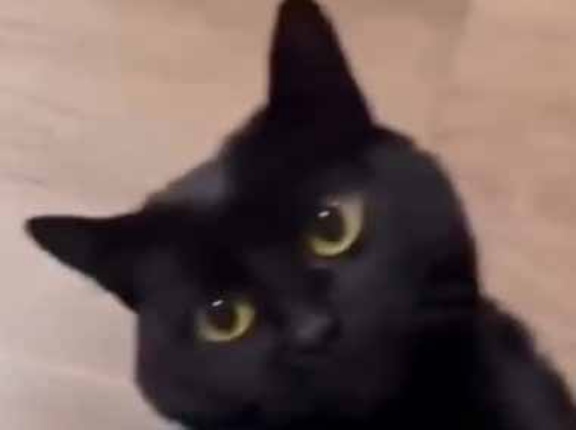 【ファッ!?】 ネコが床に寝転んでいた。なんだそれ？ → 猫、こんな動きをする…