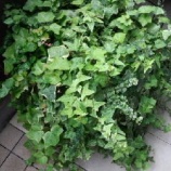 『アイビー』の画像