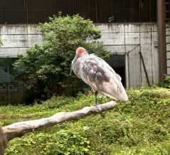 ５月末本州で初めて羽咋で放鳥されたトキはいしかわ動物園でも見ることができます！園内レストランサニーでランチカレー