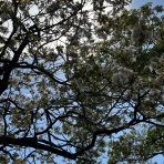 pipianの詩　想いを言葉に変えて～自作詩