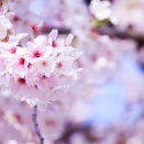 サクラ咲く　高校入試 ～2025年度～