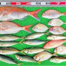 2026年4月14日　釣果