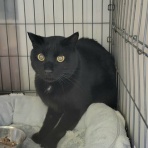 みにみゅう　猫の飼い主さん募集中　