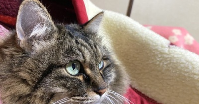 【猫写真】母に寄り添うマロちゃん