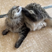 氷を見つめるマロちゃん