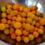 モンコの染織日記