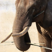 クリスマスリースのプレゼント　（２）